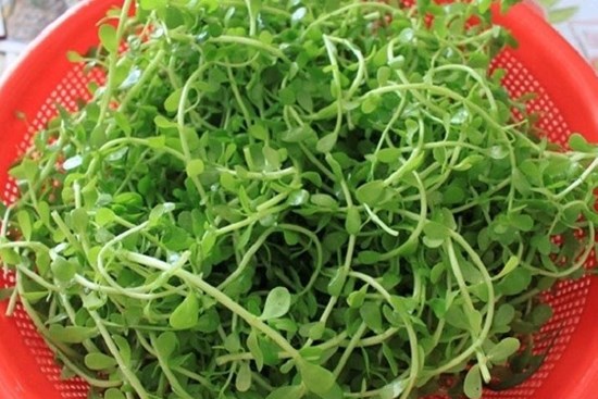 Loại rau được dân Việt truyền tai nhau 'đắt mấy cũng phải ăn ít nhất 1 lần trong đời'