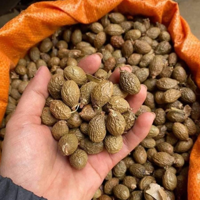 Đặc sản núi rừng 4 năm mới có 1 lần, chị em đua nhau mua về uống giải nhiệt, trị nhiệt miệng, táo bón bất chấp giá cả leo thang-5