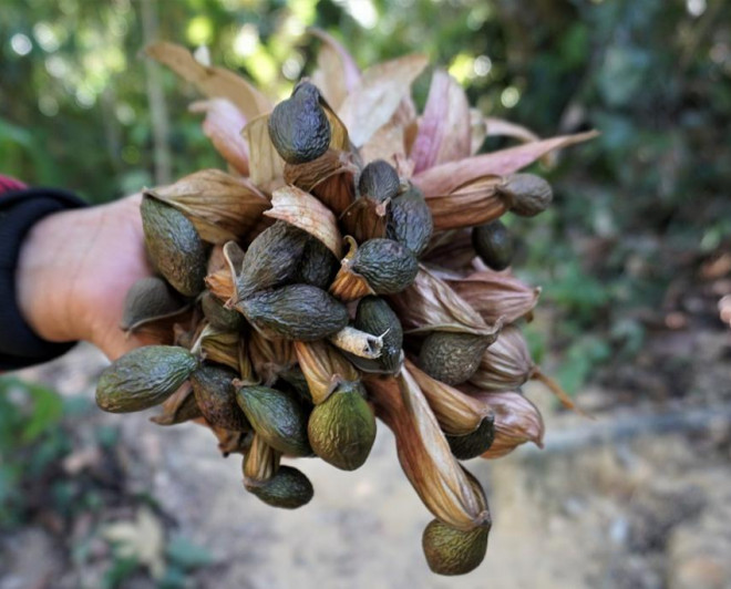 Đặc sản núi rừng 4 năm mới có 1 lần, chị em đua nhau mua về uống giải nhiệt, trị nhiệt miệng, táo bón bất chấp giá cả leo thang-6