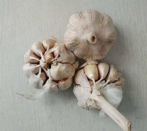 Chỉ với 3 củ tỏi, mẹ trồng trong chai nhựa ra con đàn cháu đống có ăn liên tục-2