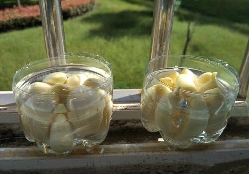 Chỉ với 3 củ tỏi, mẹ trồng trong chai nhựa ra con đàn cháu đống có ăn liên tục-5