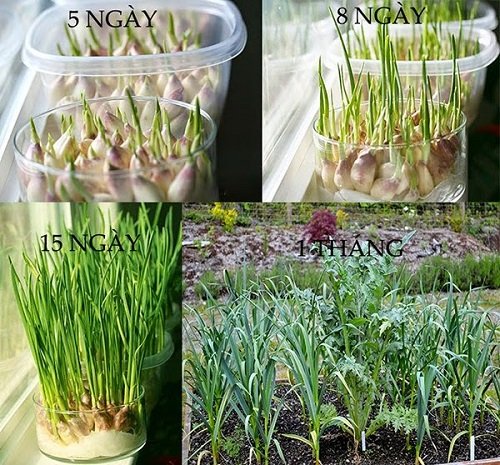 Chỉ với 3 củ tỏi, mẹ trồng trong chai nhựa ra con đàn cháu đống có ăn liên tục-6