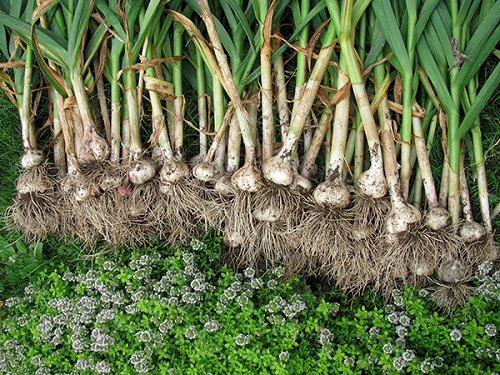 Chỉ với 3 củ tỏi, mẹ trồng trong chai nhựa ra con đàn cháu đống có ăn liên tục-8