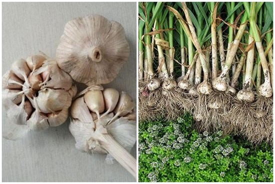 Chỉ với 3 củ tỏi, mẹ trồng trong chai nhựa ra 'con đàn cháu đống' có ăn liên tục