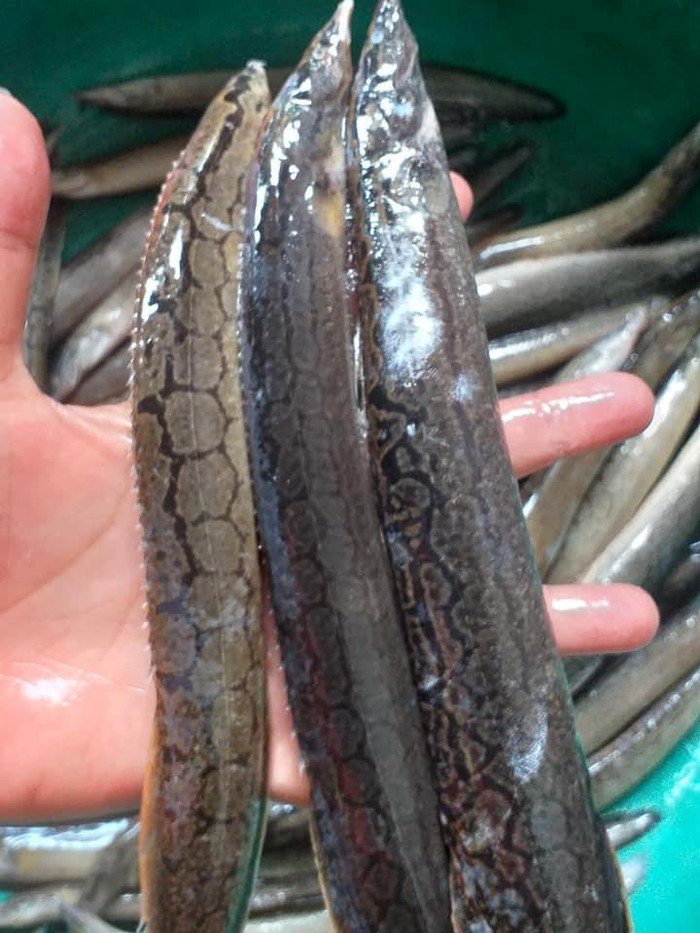 Ba đặc sản sông Đà giá cao vẫn hút khách-10