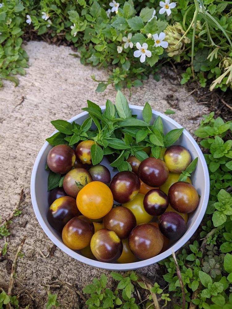 Khoảng sân nhỏ biến thành khu vườn đủ loại rau sạch tốt tươi nhờ tình yêu trồng trọt của mẹ trẻ-10