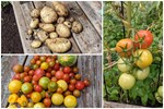 Sở hữu sân thượng đủ loại rau và trái cây sạch, mẹ trẻ yên tâm cùng gia đình đi qua mùa dịch ở Thái Bình-19