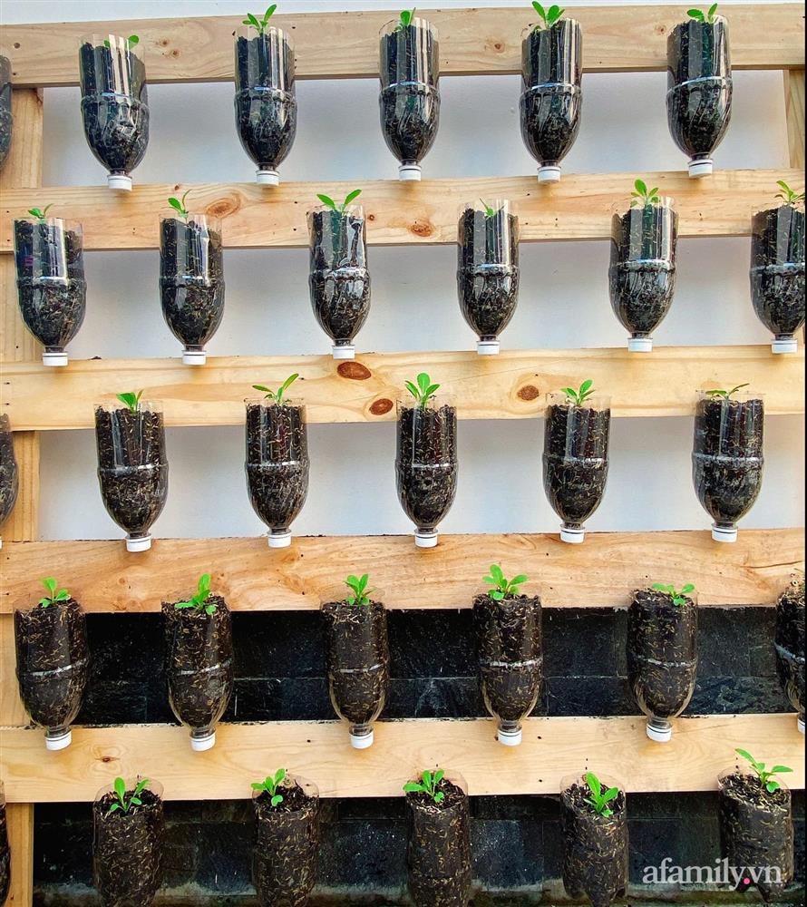 Học cô gái Tiền Giang tận dụng chai nhựa trồng rau sạch trong mùa dịch-3