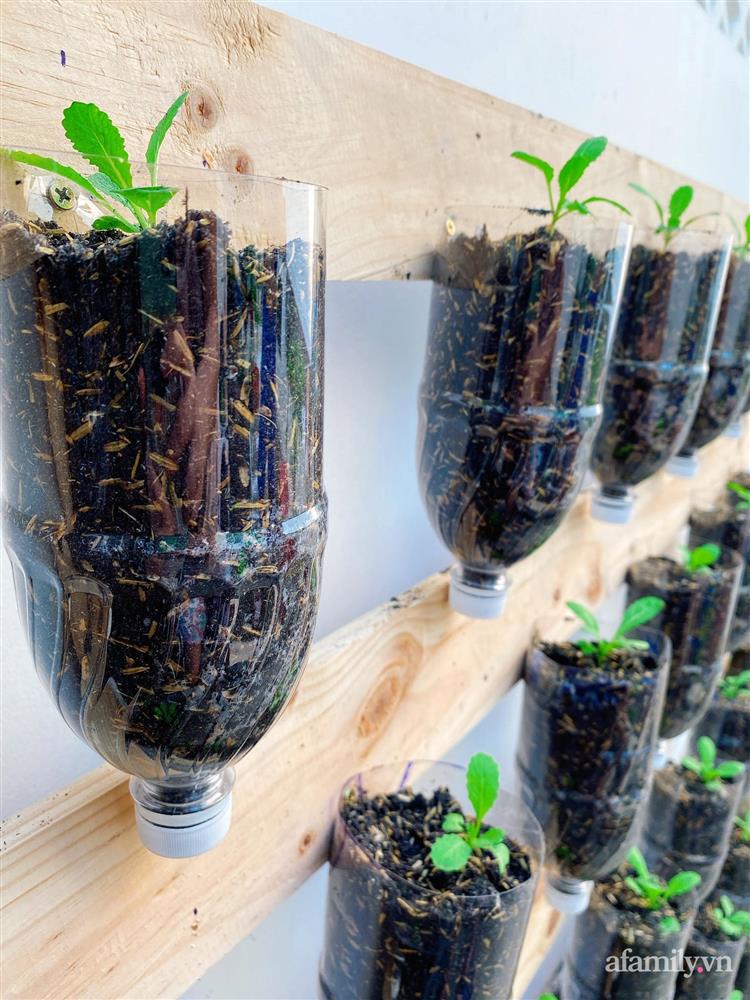 Học cô gái Tiền Giang tận dụng chai nhựa trồng rau sạch trong mùa dịch-4
