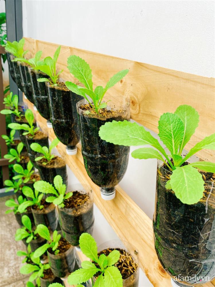 Học cô gái Tiền Giang tận dụng chai nhựa trồng rau sạch trong mùa dịch-5