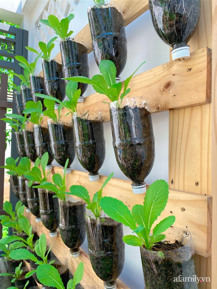 Học cô gái Tiền Giang tận dụng chai nhựa trồng rau sạch trong mùa dịch-6