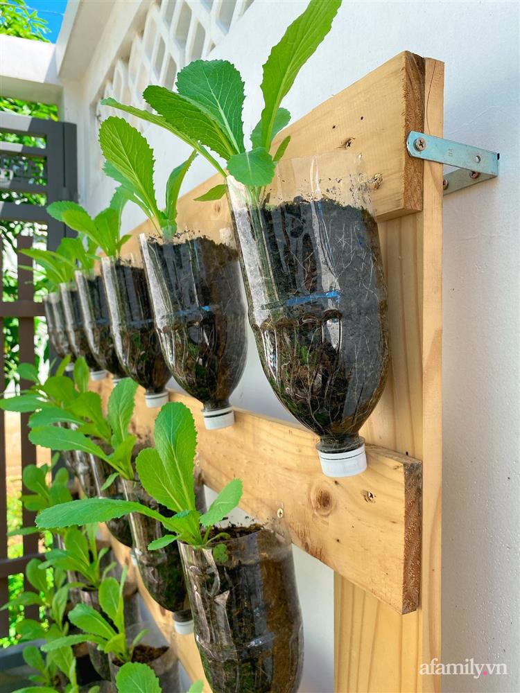 Học cô gái Tiền Giang tận dụng chai nhựa trồng rau sạch trong mùa dịch-7