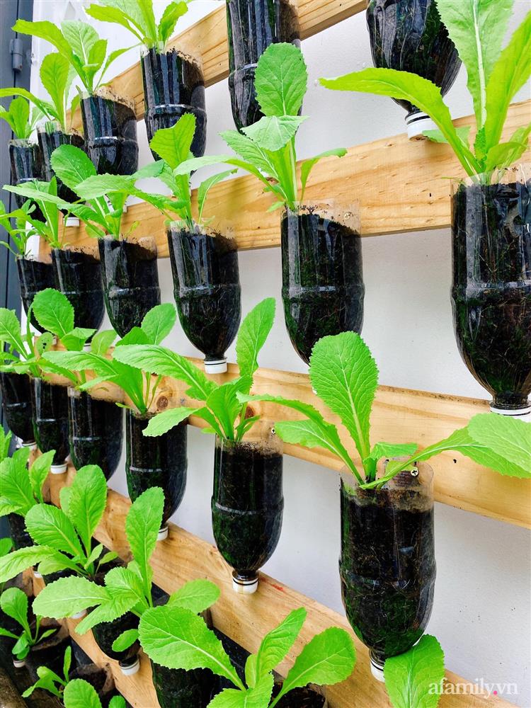 Học cô gái Tiền Giang tận dụng chai nhựa trồng rau sạch trong mùa dịch-8