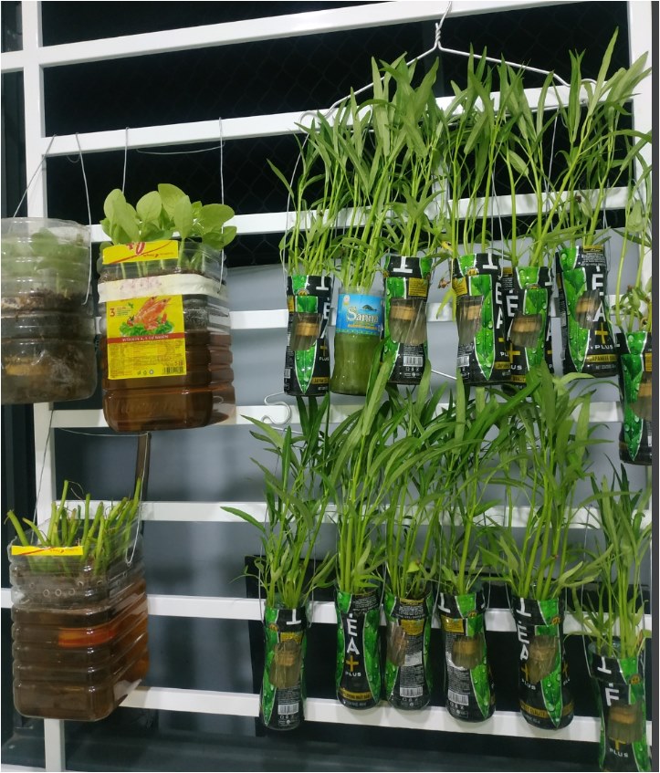 Học cô gái Tiền Giang tận dụng chai nhựa trồng rau sạch trong mùa dịch-9