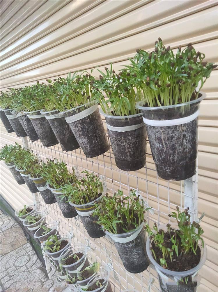 Học cô gái Tiền Giang tận dụng chai nhựa trồng rau sạch trong mùa dịch-10