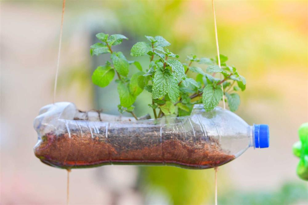 Học cô gái Tiền Giang tận dụng chai nhựa trồng rau sạch trong mùa dịch-13