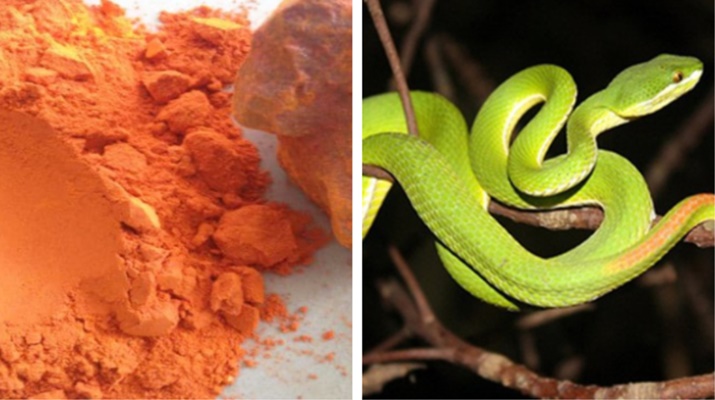 5 mẹo dân gian giúp xua đuổi rắn khiến chúng sợ hãi mà tránh xa nhà bạn-1