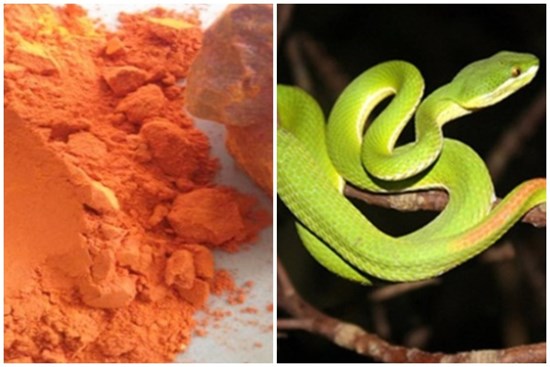 5 mẹo dân gian giúp xua đuổi rắn khiến chúng sợ hãi mà tránh xa nhà bạn