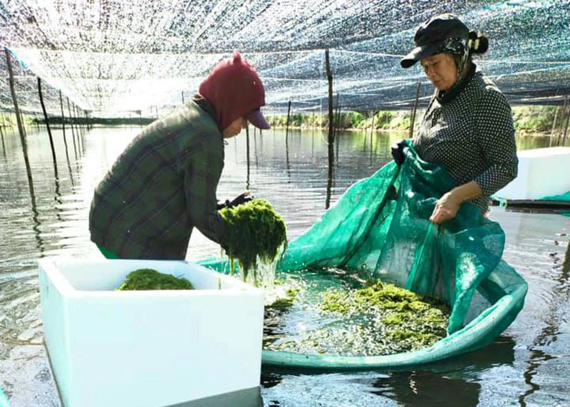 Rong nho đổ bộ về chợ, giá rẻ chưa từng có-2