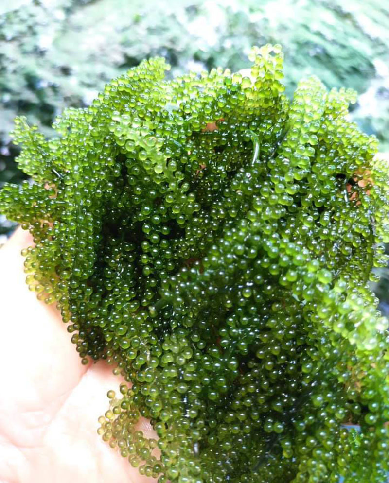 Rong nho đổ bộ về chợ, giá rẻ chưa từng có-3