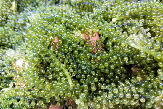 Rong nho đổ bộ về chợ, giá rẻ chưa từng có