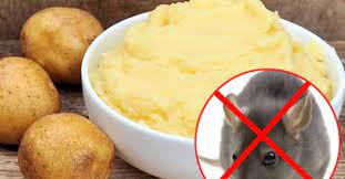 5 mẹo đuổi chuột sạch bách ra khỏi nhà, vĩnh viễn không dám quay lại”-3