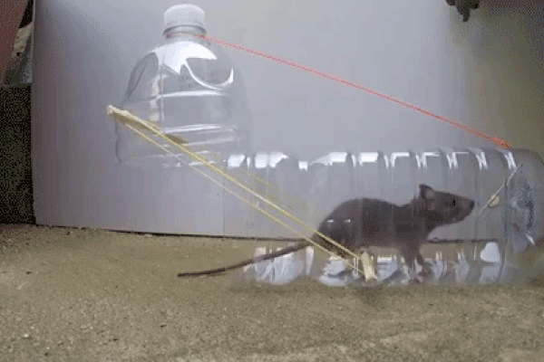 5 mẹo đuổi chuột sạch bách ra khỏi nhà, vĩnh viễn “không dám quay lại”