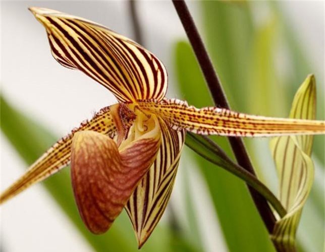 Choáng váng 5 loại cây cảnh giá đắt ngang biệt thự-5