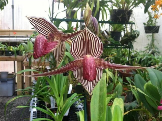 Choáng váng 5 loại cây cảnh giá đắt ngang biệt thự-6