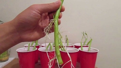 Chỉ mẹ cách giâm rau muống bằng cành, sau 2 tuần là có rau non mơn mởn thu hoạch-2