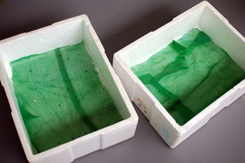 Chỉ mẹ cách giâm rau muống bằng cành, sau 2 tuần là có rau non mơn mởn thu hoạch-5