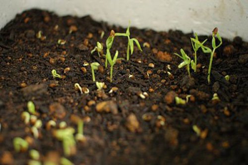 Chỉ mẹ cách giâm rau muống bằng cành, sau 2 tuần là có rau non mơn mởn thu hoạch-6