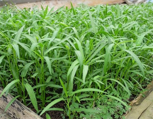 Chỉ mẹ cách giâm rau muống bằng cành, sau 2 tuần là có rau non mơn mởn thu hoạch-7