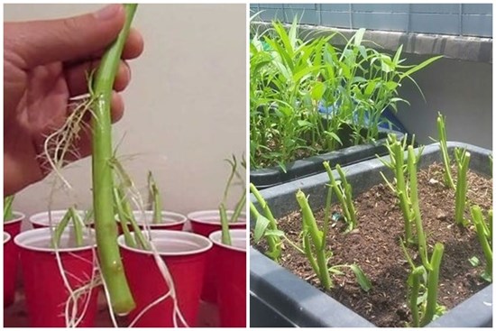 Chỉ mẹ cách giâm rau muống bằng cành, sau 2 tuần là có rau non mơn mởn thu hoạch