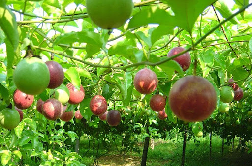 Loại quả giải khát leo khắp hàng rào ở Việt Nam sang nước ngoài là dược vương được săn lùng-3
