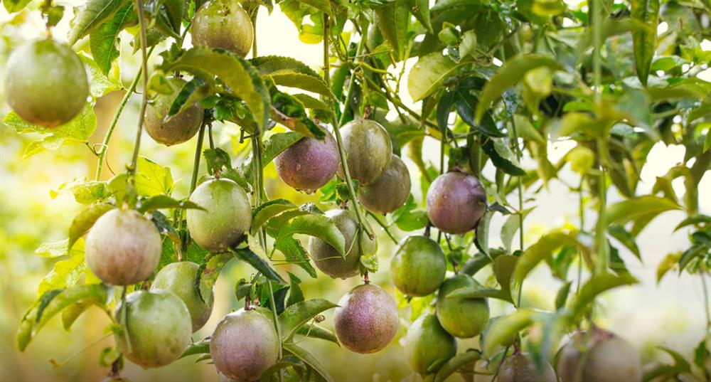 Loại quả giải khát leo khắp hàng rào ở Việt Nam sang nước ngoài là dược vương được săn lùng-5