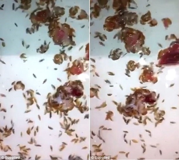 Vừa bước xuống biển, cậu bé phát hiện chân chảy máu ròng ròng, bác sĩ đang bối rối thì người cha đã tìm ra sự thật kinh hãi-3