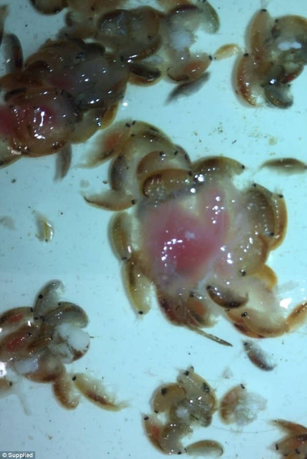 Vừa bước xuống biển, cậu bé phát hiện chân chảy máu ròng ròng, bác sĩ đang bối rối thì người cha đã tìm ra sự thật kinh hãi-5