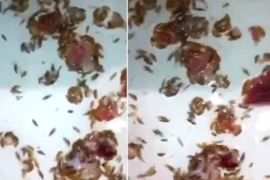 Vừa bước xuống biển, cậu bé phát hiện chân chảy máu ròng ròng, bác sĩ đang bối rối thì người cha đã tìm ra sự thật kinh hãi