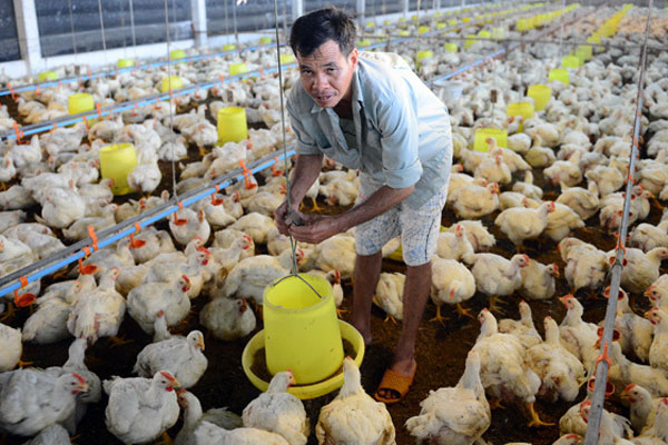 Tôm cá tăng giá nhưng chợ vắng khách mua-6