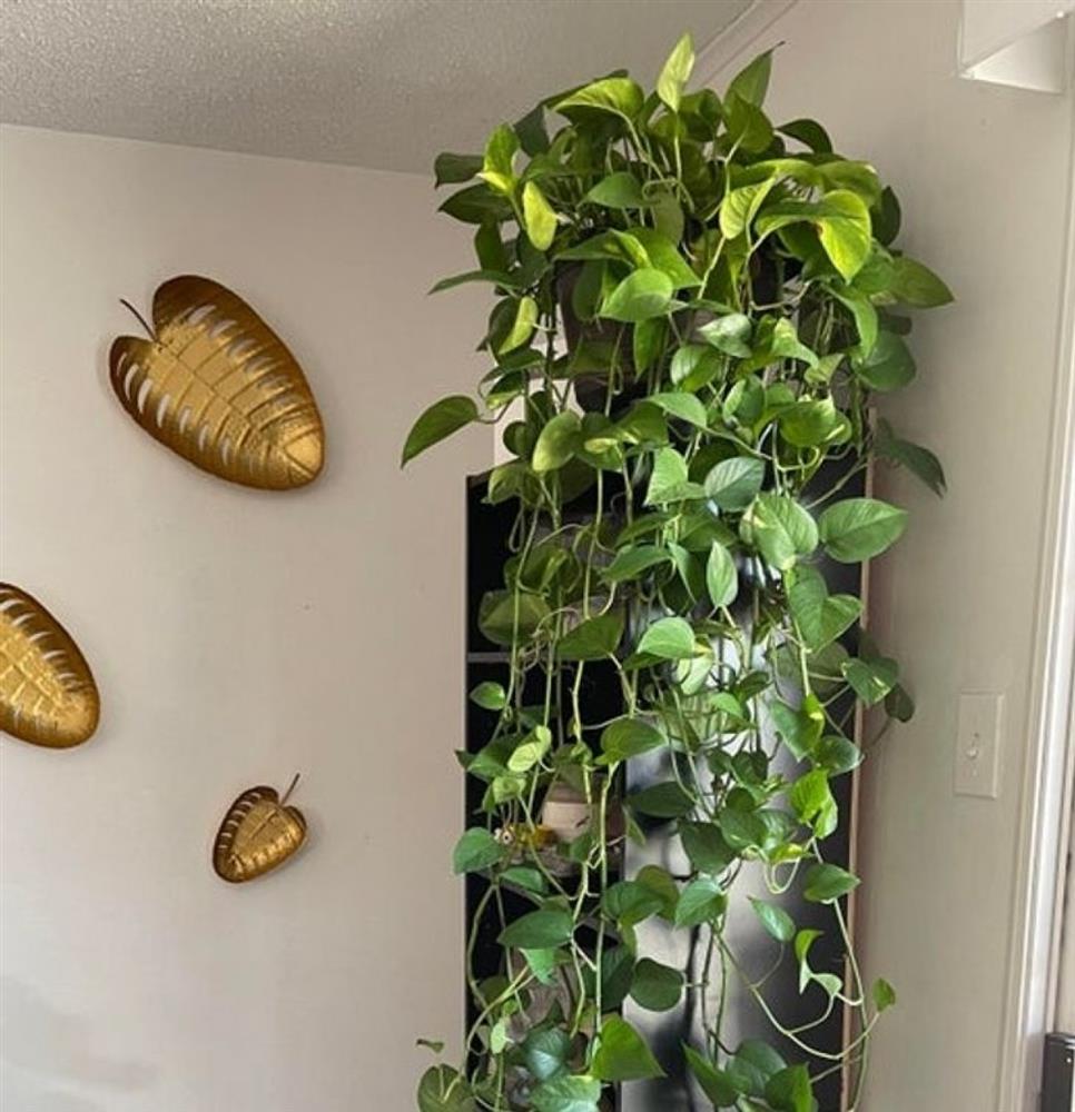 10 loại cây trồng giúp nhà thêm xinh xắn vừa mang lại giấc ngủ ngon-6