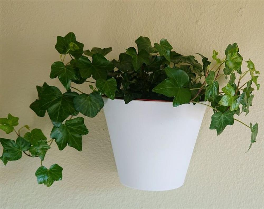 10 loại cây trồng giúp nhà thêm xinh xắn vừa mang lại giấc ngủ ngon-10