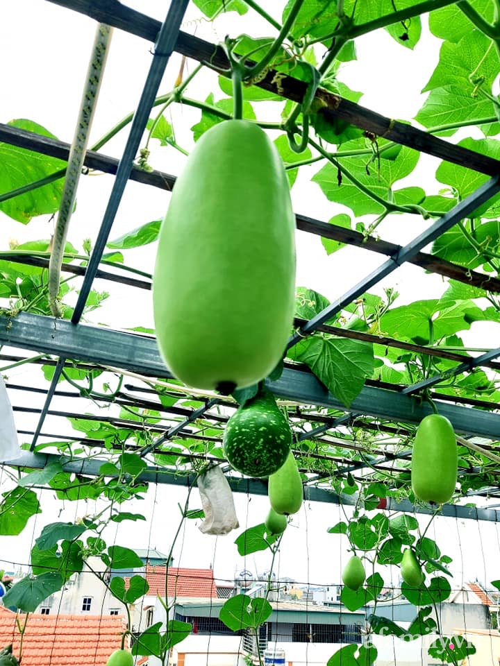 Cả năm không phải đi chợ mua rau quả nhờ làm vườn trên nóc nhà của mẹ đảm Hà Nội-11