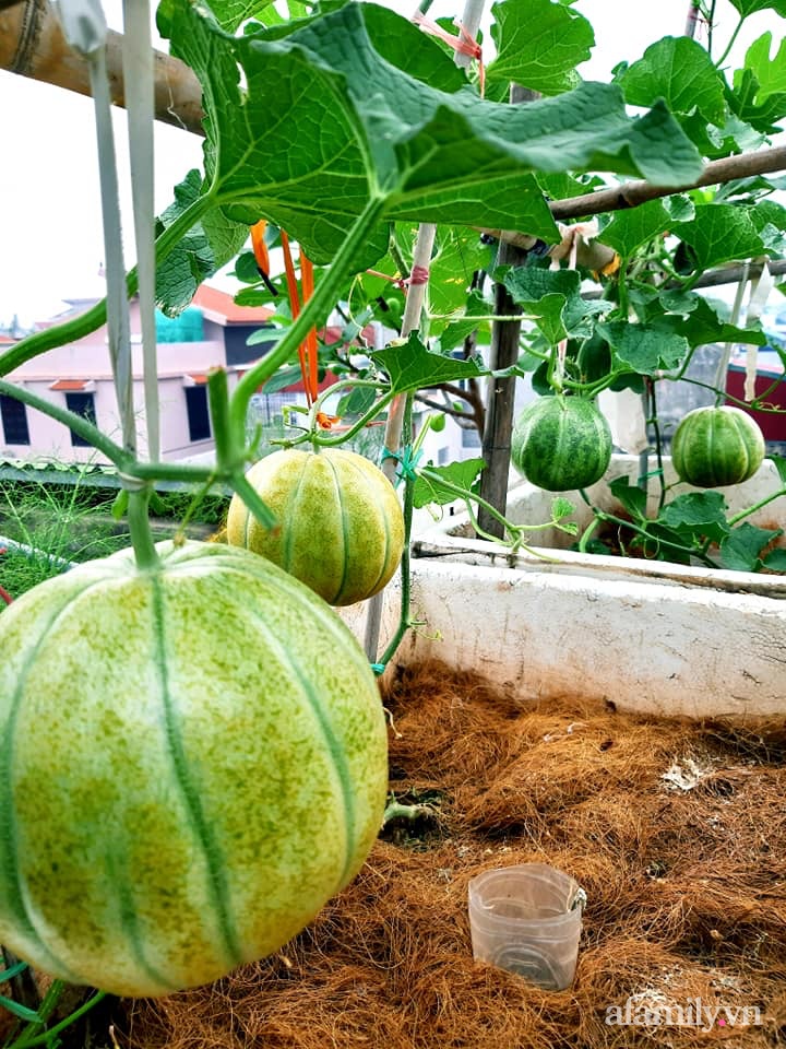 Cả năm không phải đi chợ mua rau quả nhờ làm vườn trên nóc nhà của mẹ đảm Hà Nội-9