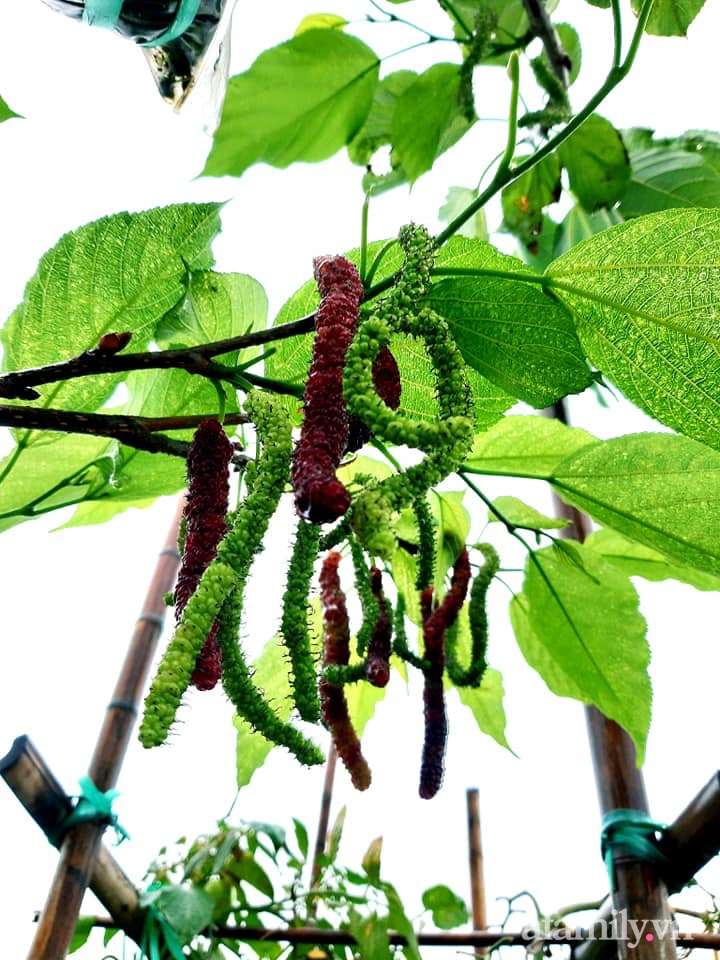 Cả năm không phải đi chợ mua rau quả nhờ làm vườn trên nóc nhà của mẹ đảm Hà Nội-18