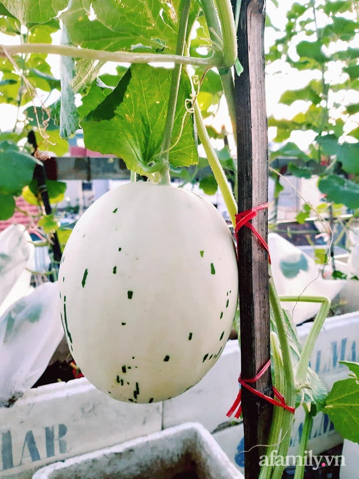 Cả năm không phải đi chợ mua rau quả nhờ làm vườn trên nóc nhà của mẹ đảm Hà Nội-26