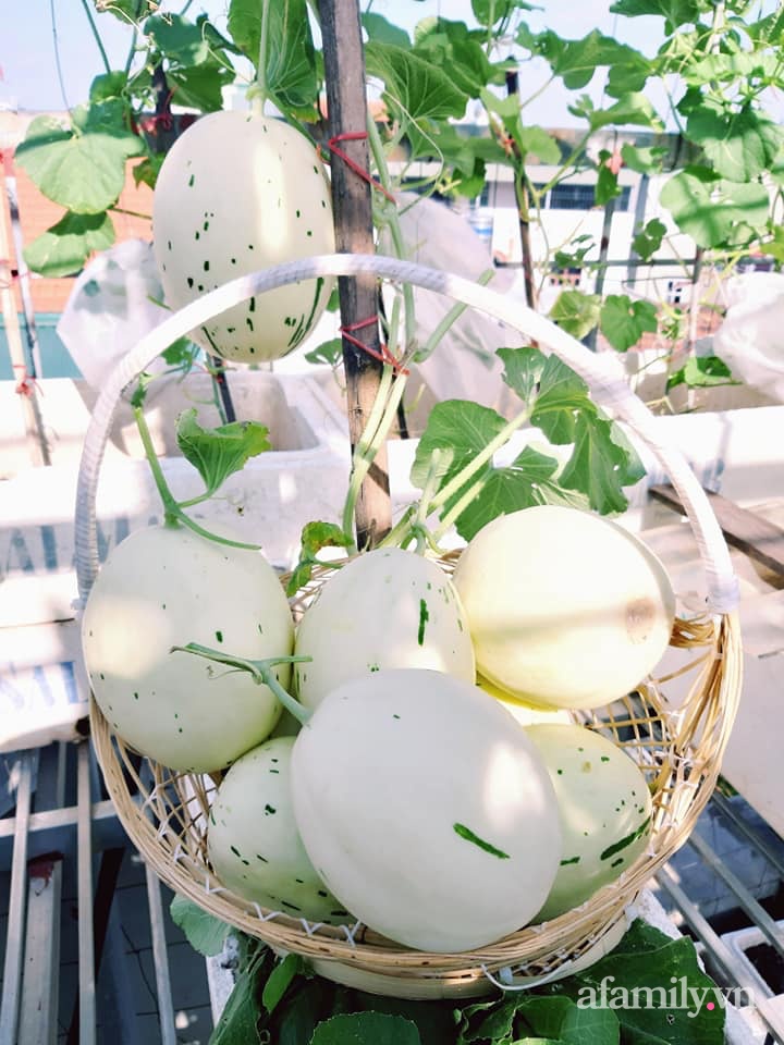 Cả năm không phải đi chợ mua rau quả nhờ làm vườn trên nóc nhà của mẹ đảm Hà Nội-28