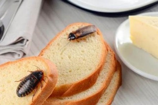 Nếu có gián ở nhà, đừng lo lắng, hướng dẫn bạn 3 mẹo đuổi gián an toàn mà không cần thuốc độc hại