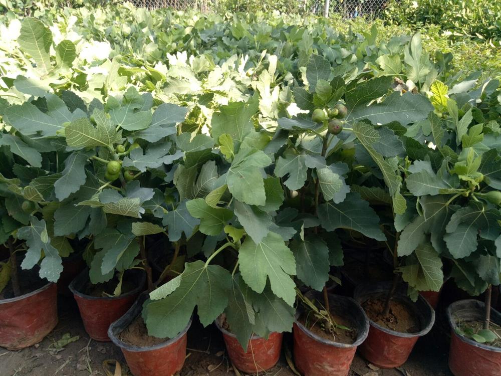 Quả sung khổng lồ trồng trên sân thượng, ăn chán bán thu tiền triệu-1