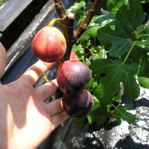 Quả sung khổng lồ trồng trên sân thượng, ăn chán bán thu tiền triệu-3